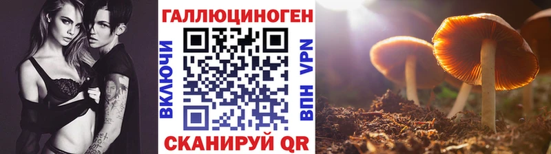 Купить где  Ардон  Галлюциногенные грибы Cubensis 